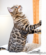 Bengal Cat Breeder